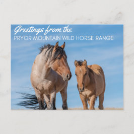 Pryor Mountain Wild Horse Range Briefkaart
