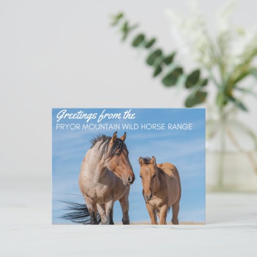 Pryor Mountain Wild Horse Range Briefkaart (Staand voorkant)