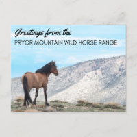 Pryor Mountain Wild Mustang Briefkaart: Horizon