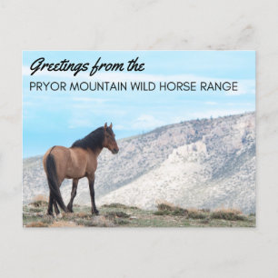 Pryor Mountain Wild Mustang Briefkaart: Horizon Briefkaart