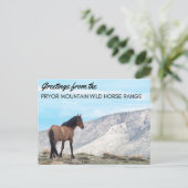 Pryor Mountain Wild Mustang Briefkaart: Horizon Briefkaart (Staand voorkant)
