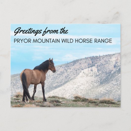 Pryor Mountain Wild Mustang Briefkaart: Horizon Briefkaart (Voorkant)