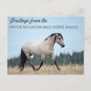 Pryor Mountain Wild Mustang: de trots van de wolk Briefkaart