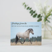 Pryor Mountain Wild Mustang: de trots van de wolk Briefkaart (Staand voorkant)