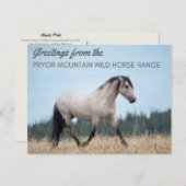 Pryor Mountain Wild Mustang: de trots van de wolk Briefkaart (Voorkant / Achterkant)