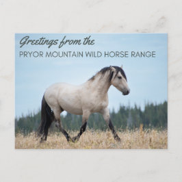 Pryor Mountain Wild Mustang: de trots van de wolk Briefkaart