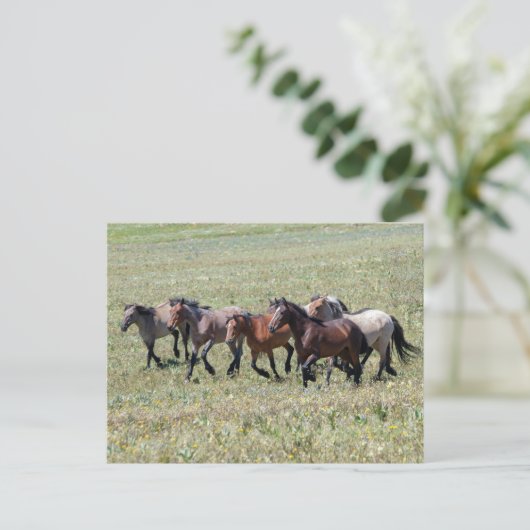 Pryor Mountain Wilde Paarden Running Free Briefkaart (Staand voorkant)