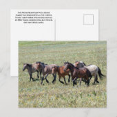 Pryor Mountain Wilde Paarden Running Free Briefkaart (Voorkant / Achterkant)