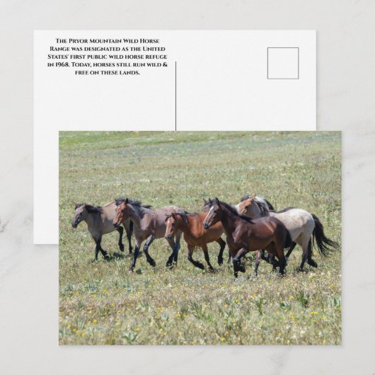 Pryor Mountain Wilde Paarden Running Free Briefkaart (Voorkant / Achterkant)