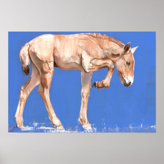 Przewalski Foal 2012 Poster (Voorkant)