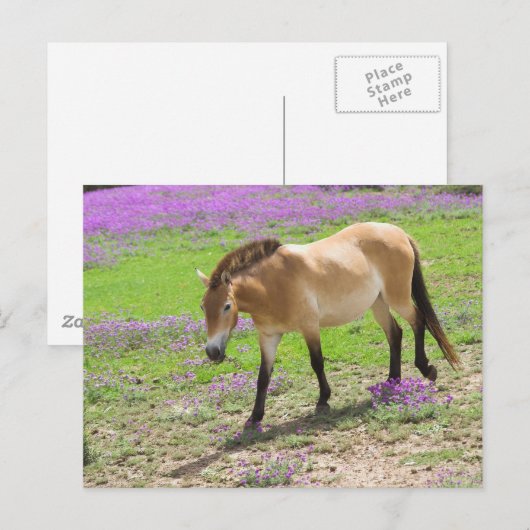 Przewalski Horse Briefkaart (Voorkant / Achterkant)