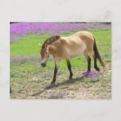 Przewalski Horse Briefkaart (Voorkant)