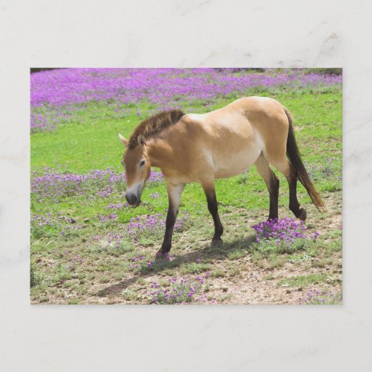 Przewalski Horse Briefkaart (Voorkant)