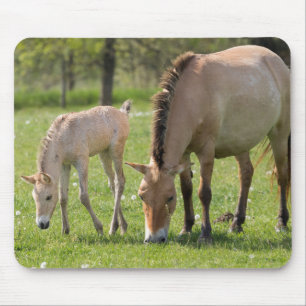 Przewalski paard en veulen grazend muismat