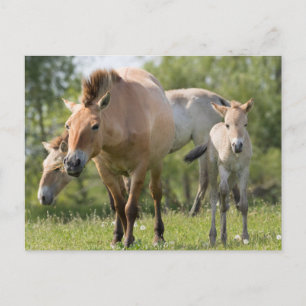 Przewalski paard en veulen lopen briefkaart
