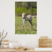 Przewalski veulen, Hongarije Poster (Keuken)