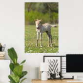 Przewalski veulen, Hongarije Poster (Thuiskantoor)