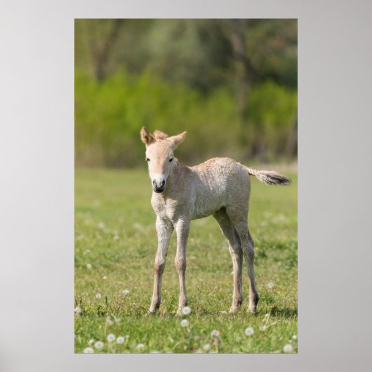 Przewalski veulen, Hongarije Poster (Voorkant)