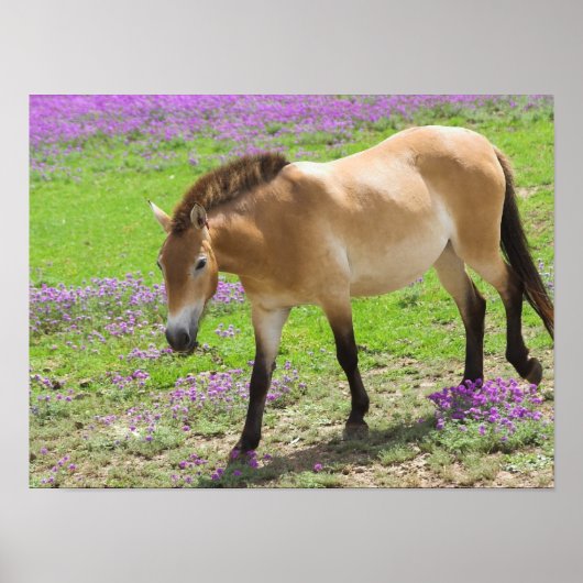 Przewalskii Horse Poster (Voorkant)