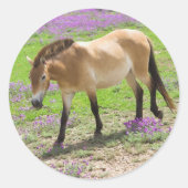 Przewalskipaard Ronde Sticker (Voorkant)