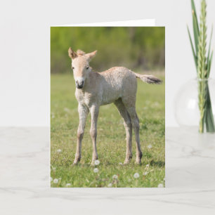 Przewalski's Horse foal, Hongarije Feestdagen Kaart