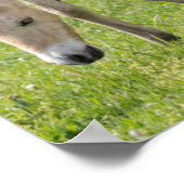 Przewalski's paard en veulen grazend poster (Hoek)