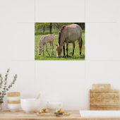 Przewalski's paard en veulen grazend poster (Keuken)