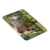Przewalski's paard en veulen lopen magneet (Rechterzijde)