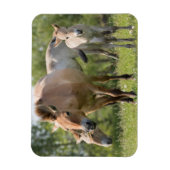 Przewalski's paard en veulen lopen magneet (Verticaal)