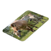 Przewalski's paard en veulen lopen magneet (Linkerzijde)