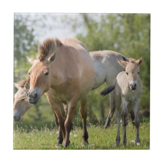 Przewalski's paard en veulen lopen tegeltje (Voorkant)