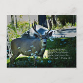 Psalm 42:1 en Deer Briefkaart (Voorkant)