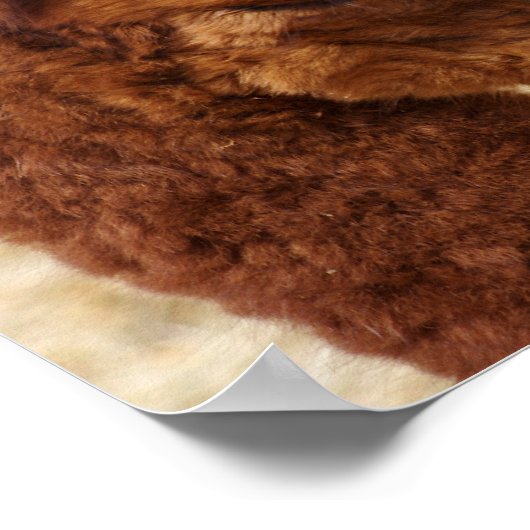 Psalm 46:10 Alpaca-Poster Poster (Hoek)