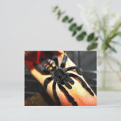 Psalmopoeus irminia briefkaart (Staand voorkant)