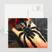 Psalmopoeus irminia briefkaart (Voorkant / Achterkant)