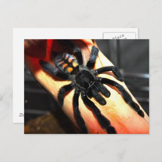 Psalmopoeus irminia briefkaart