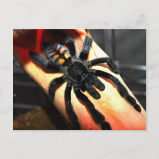 Psalmopoeus irminia briefkaart