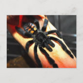 Psalmopoeus irminia briefkaart (Voorkant)