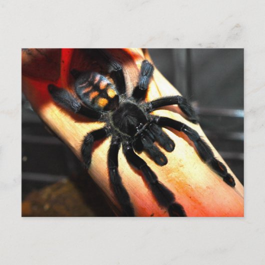 Psalmopoeus irminia briefkaart (Voorkant)