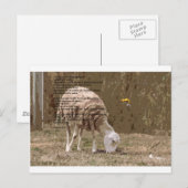 Psalms 23 briefkaart (Voorkant / Achterkant)
