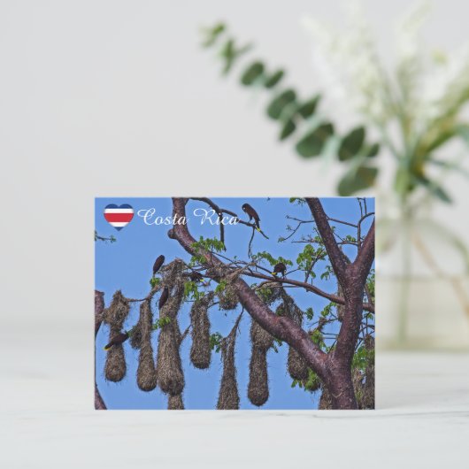 Psarocolius decumanus nestelen - Costa Rica Briefkaart (Staand voorkant)