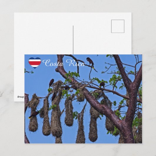 Psarocolius decumanus nestelen - Costa Rica Briefkaart (Voorkant / Achterkant)