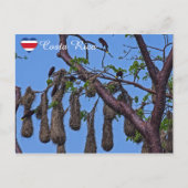 Psarocolius decumanus nestelen - Costa Rica Briefkaart (Voorkant)
