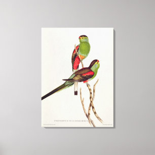Psephotus Pulcherrimus Canvas Afdruk