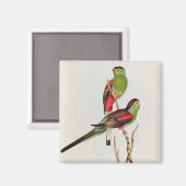 Psephotus Pulcherrimus Magneet (Voorkant / Achterkant)