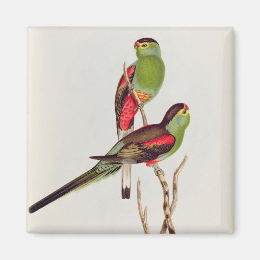 Psephotus Pulcherrimus Magneet (Voorkant)