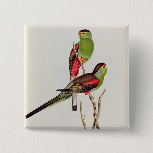 Psephotus Pulcherrimus Vierkante Button 5,1 Cm (Voorkant)