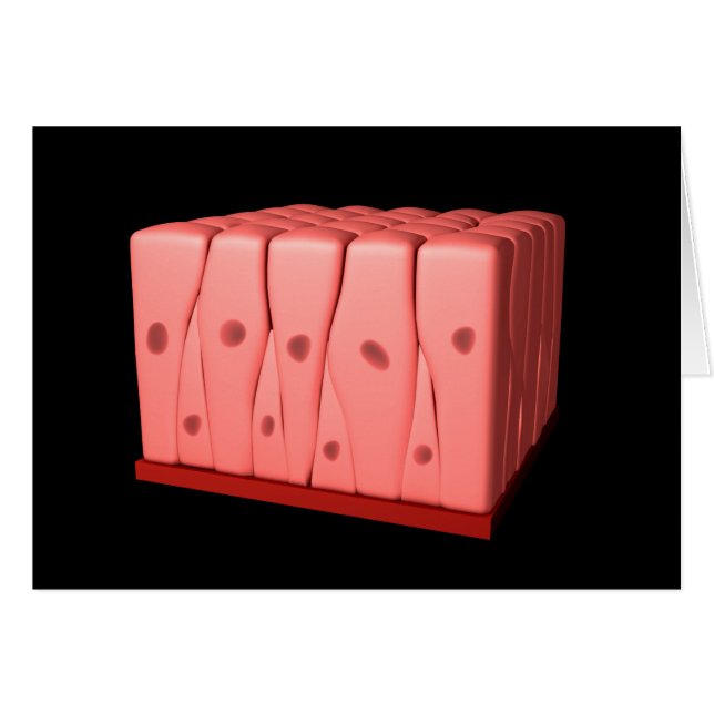 Pseudostratified Columnar Epithelium (Voorkant Horizontaal)