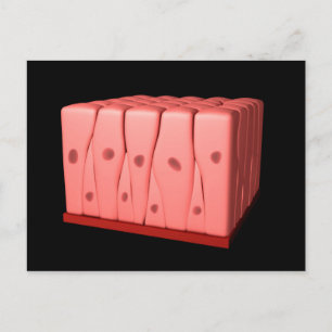 Pseudostratified Columnar Epithelium Briefkaart