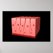 Pseudostratified Columnar Epithelium Poster (Voorkant)